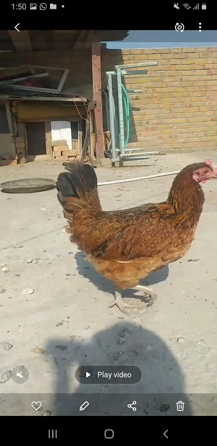 kurak Hony Wali Desi Murgia — photo 2