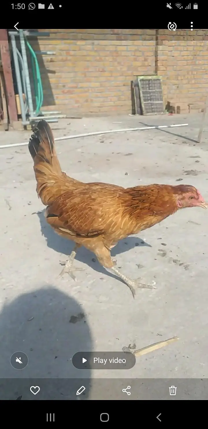 kurak Hony Wali Desi Murgia — photo 3