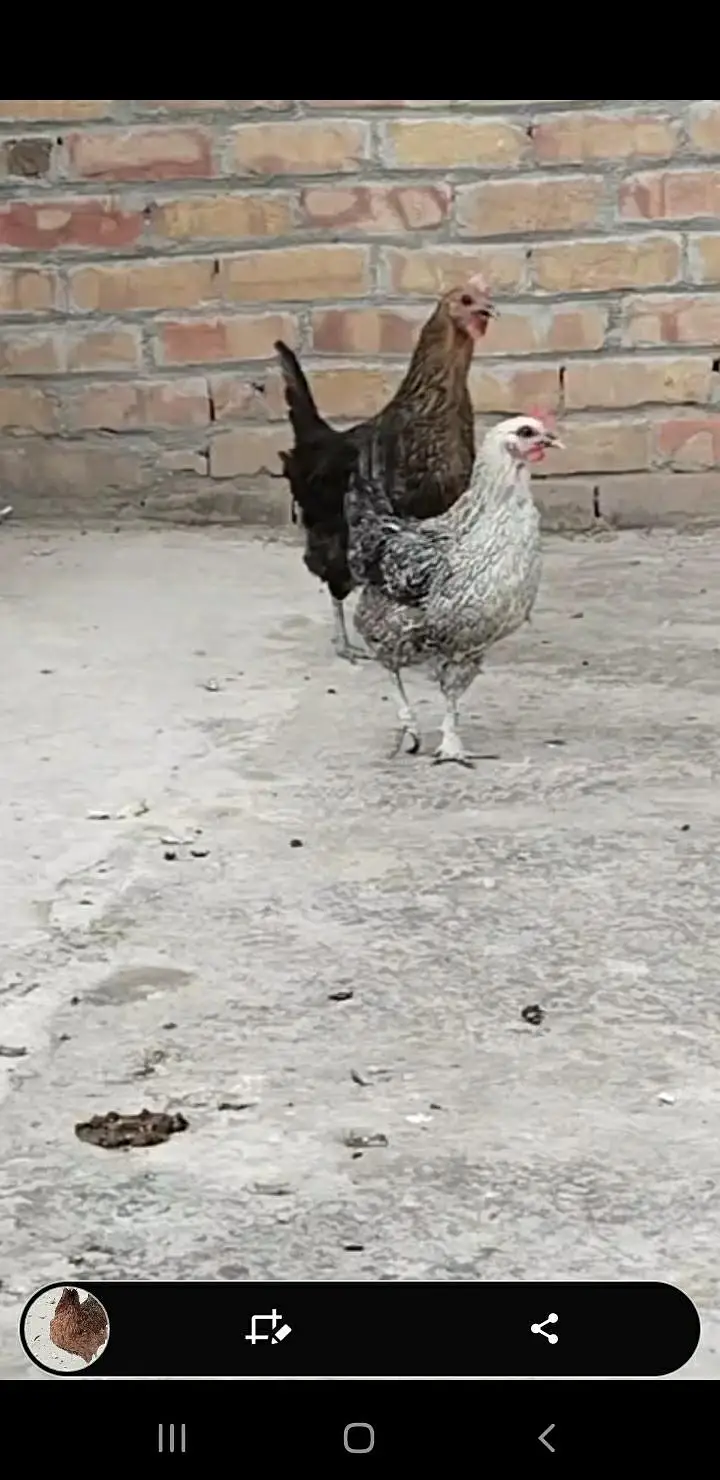 kurak Hony Wali Desi Murgia — photo 6