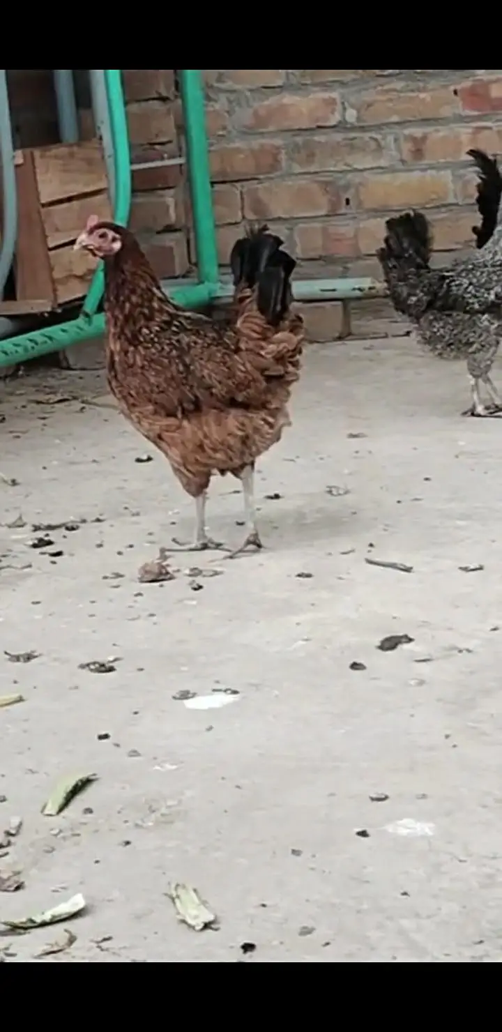 kurak Hony Wali Desi Murgia — photo 7