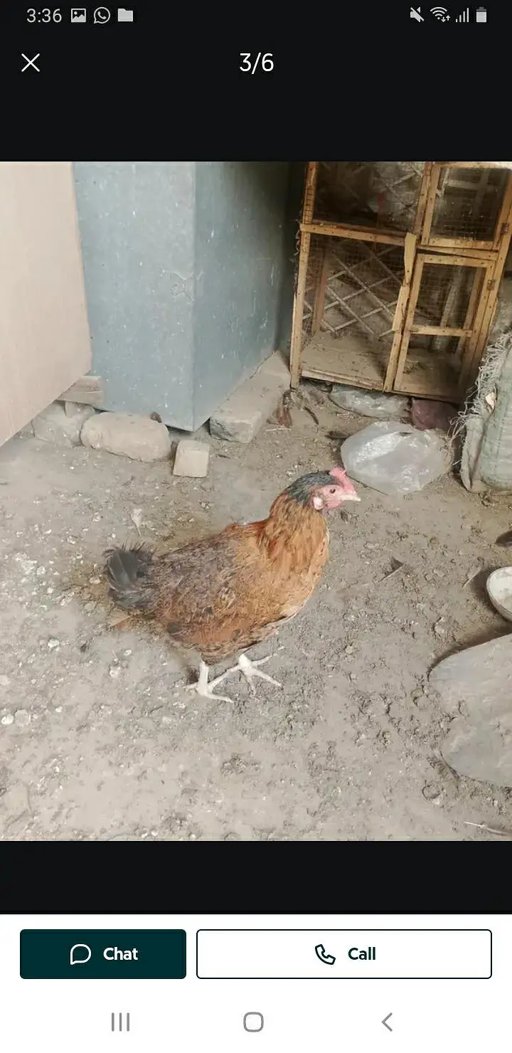kurak Hony Wali Desi Murgia — photo 9