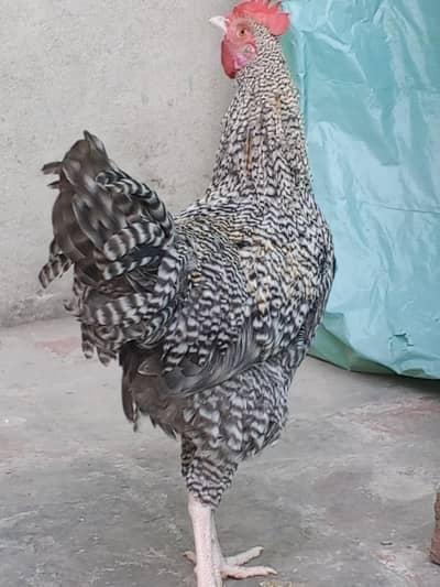 golden mishri playmouth egg starter for sale