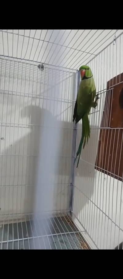 Green Color Male