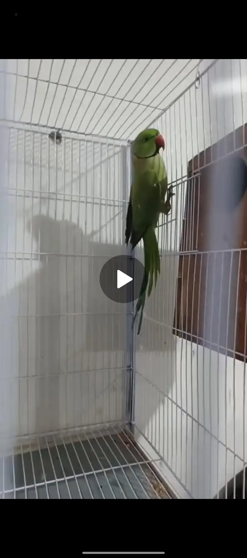 Green Color Male — photo 2