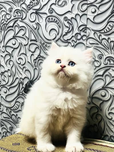 Persian Kitten Triple coated For sale