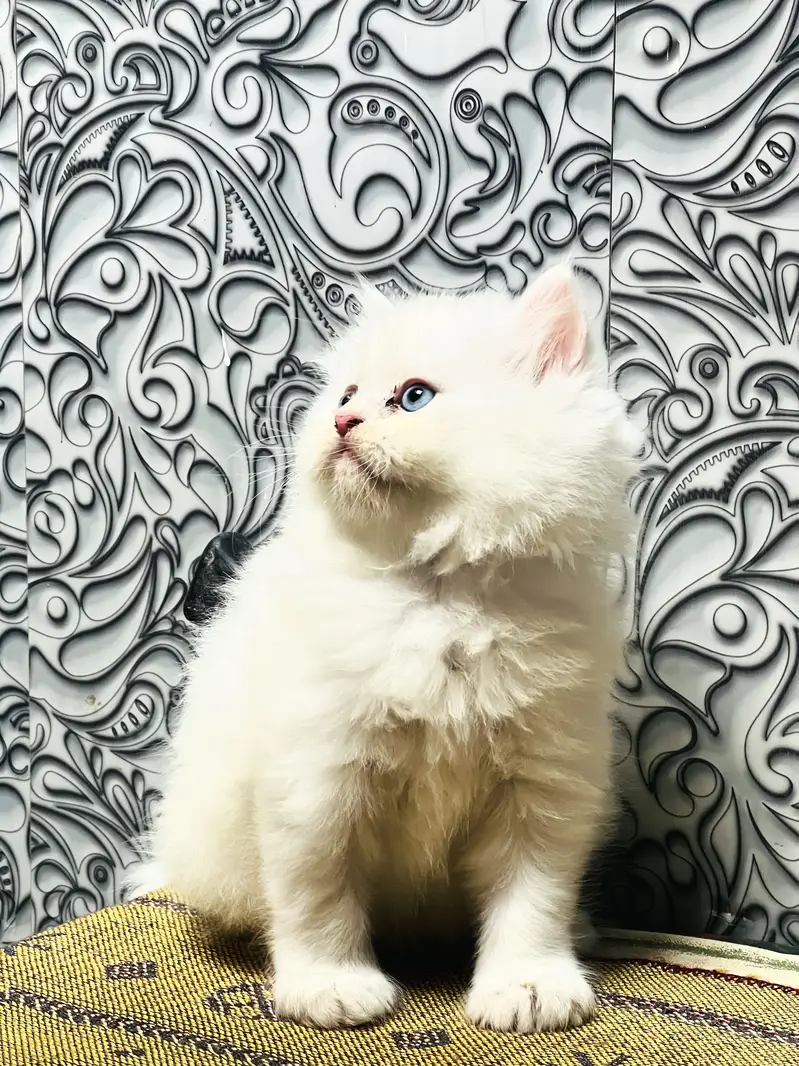 Persian Kitten Triple coated For sale — photo 2