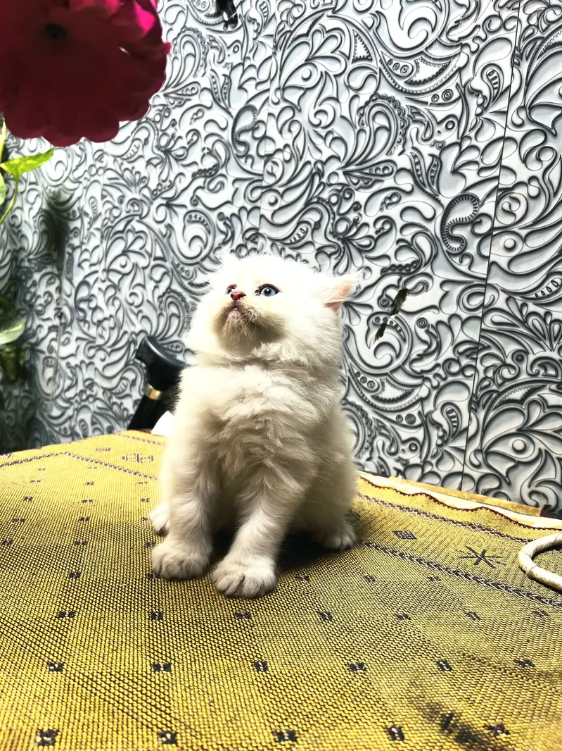 Persian Kitten Triple coated For sale — photo 3