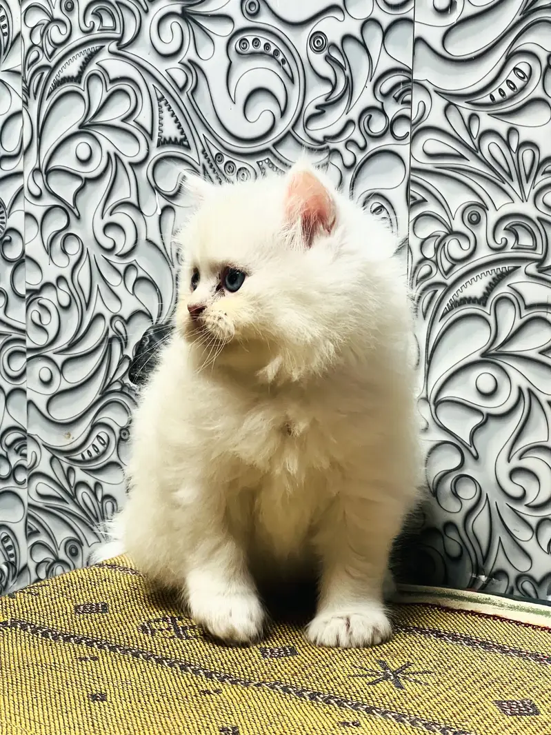 Persian Kitten Triple coated For sale — photo 4