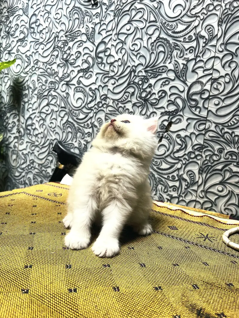 Persian Kitten Triple coated For sale — photo 5