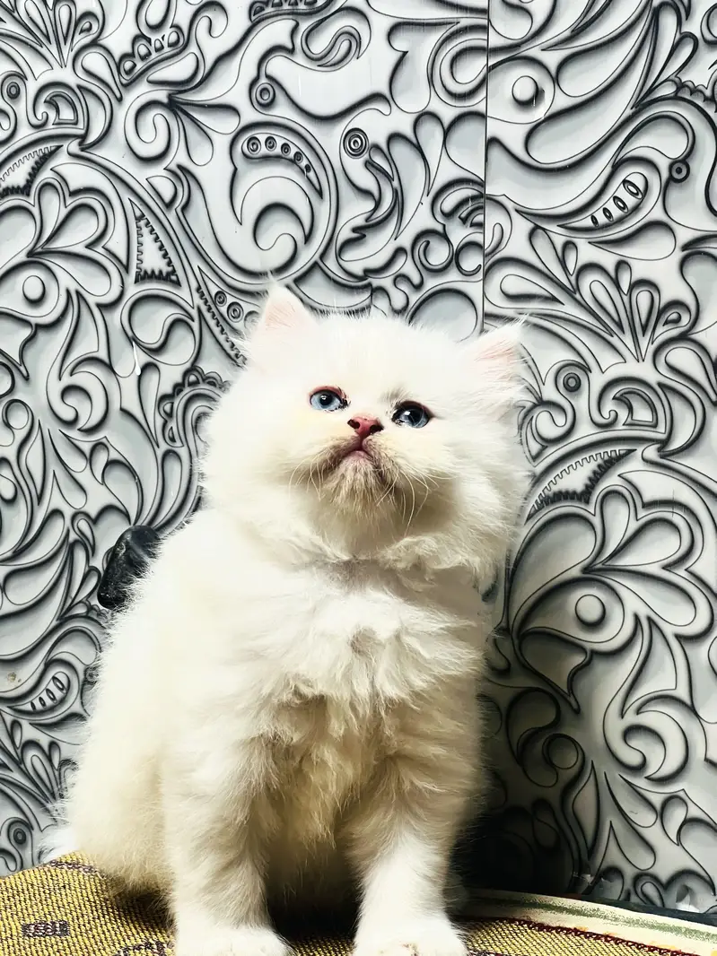 Persian Kitten Triple coated For sale — photo 6