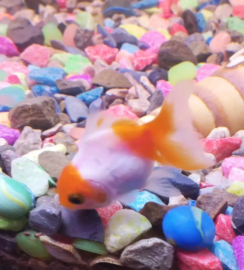 Goldfish