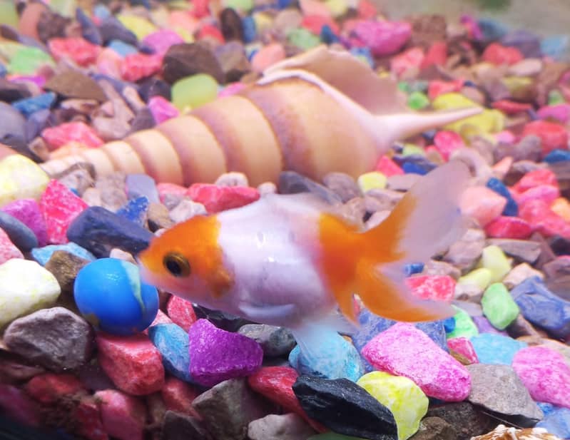 Goldfish 1