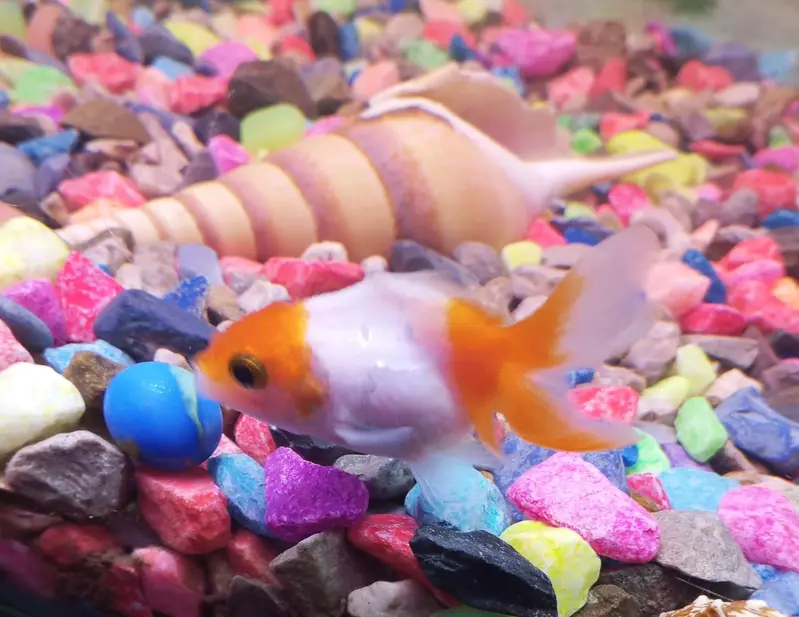 Goldfish — photo 2
