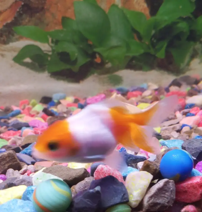 Goldfish — photo 3