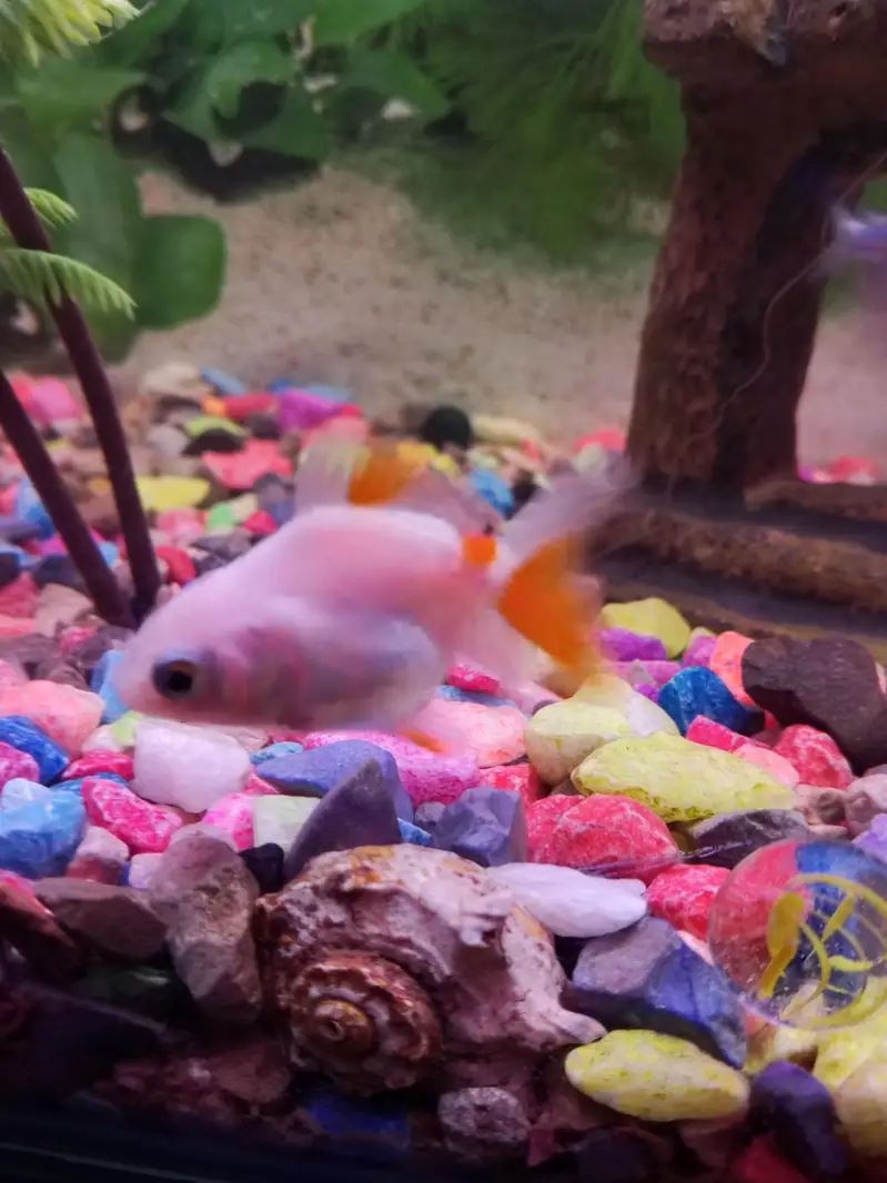 Goldfish — photo 4