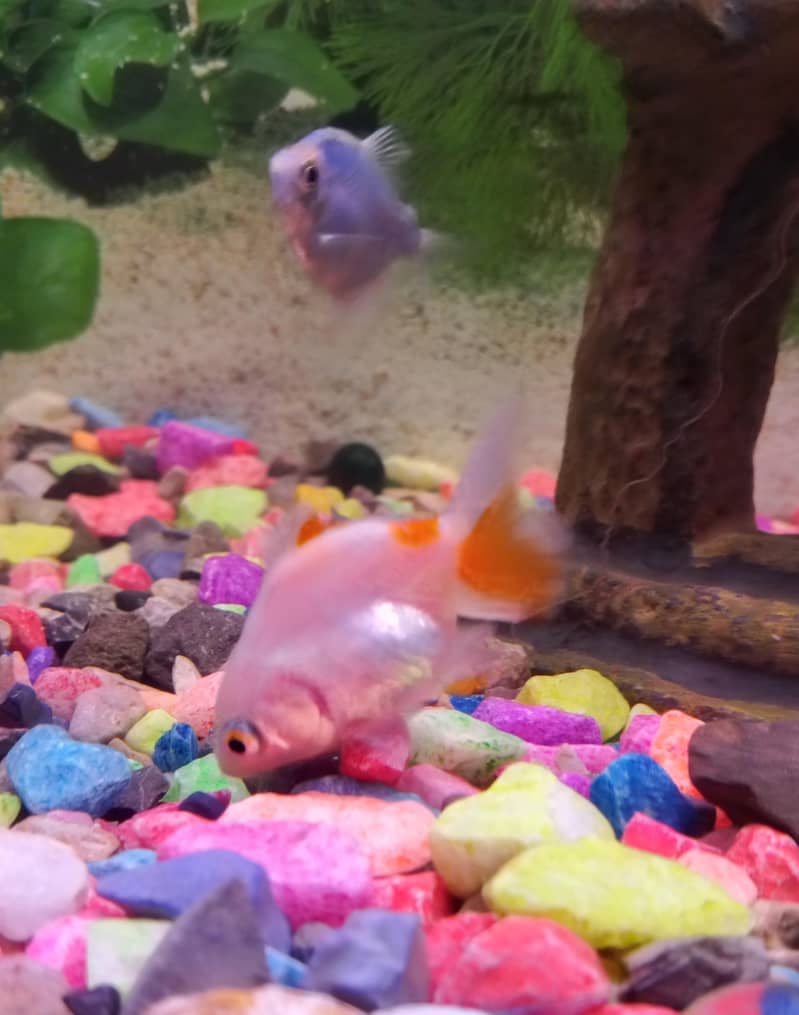 Goldfish 4