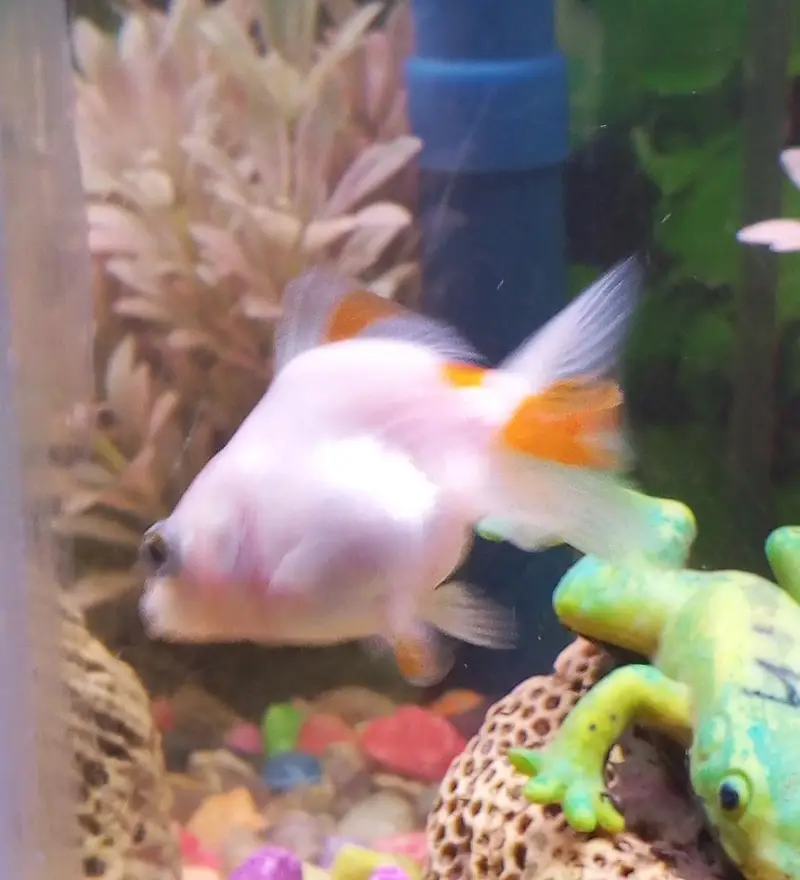 Goldfish — photo 6