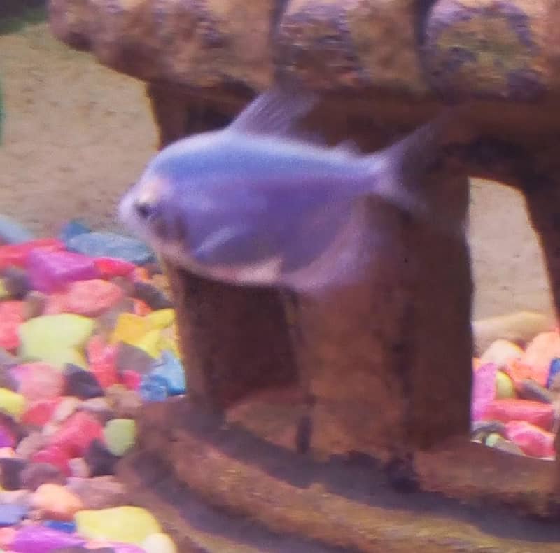 Goldfish 6