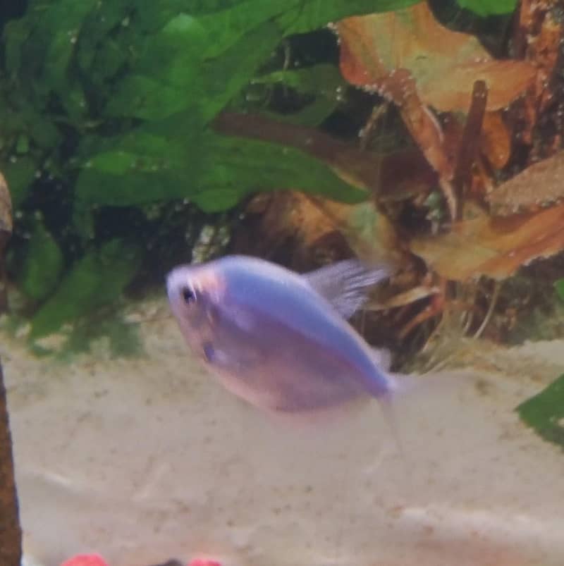 Goldfish 7