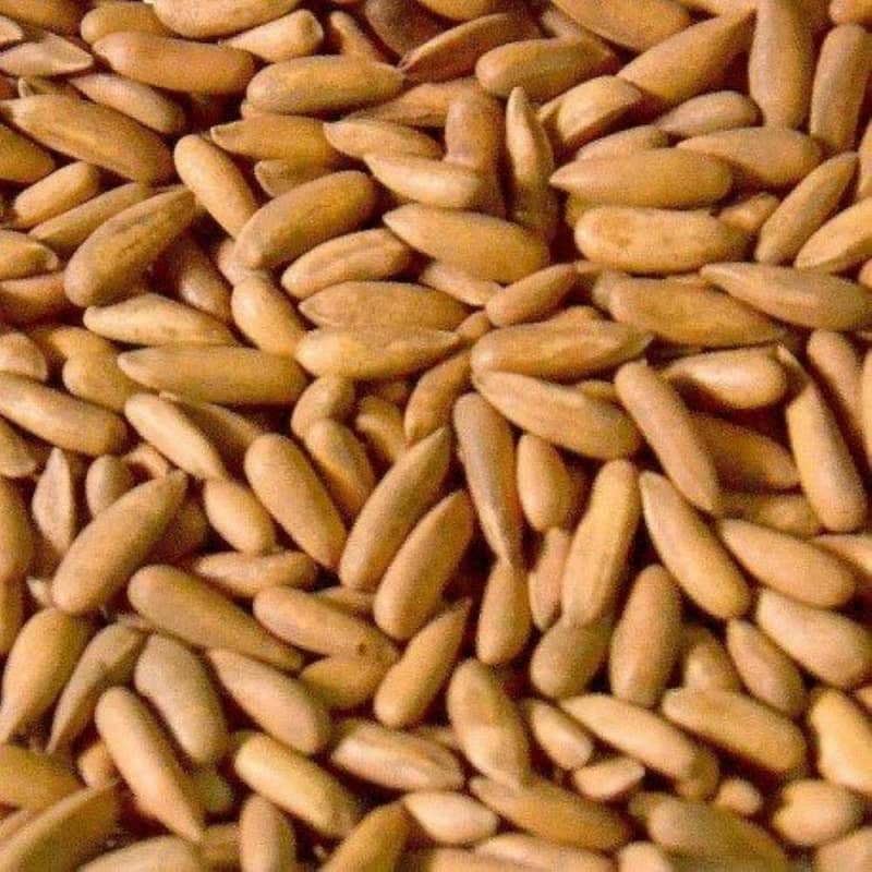 اعلیٰ کوالٹی چلغوزہ دستیاب ہے! 2