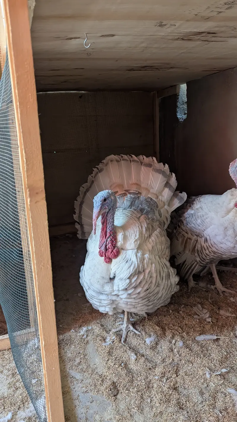 Male turkey (Tom)