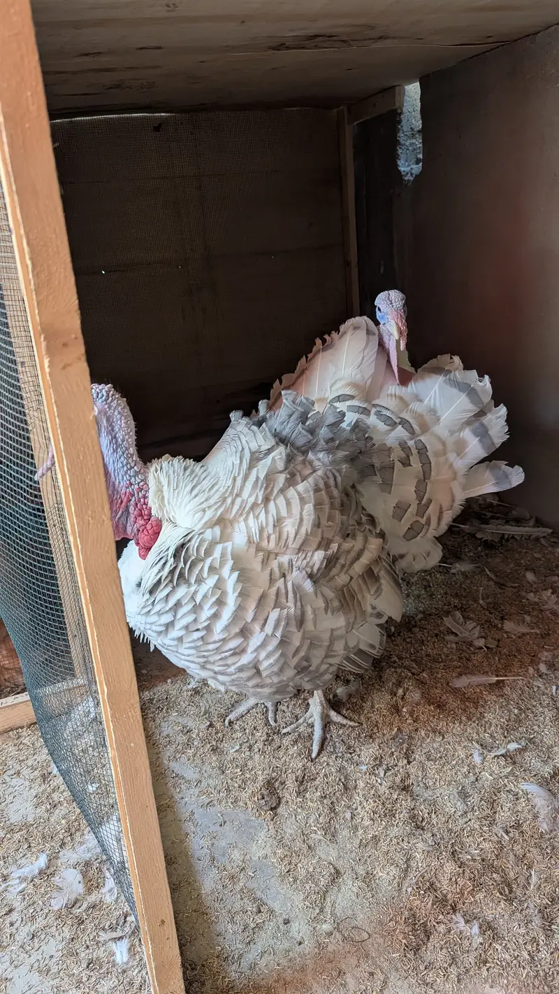 Male turkey (Tom) — photo 2