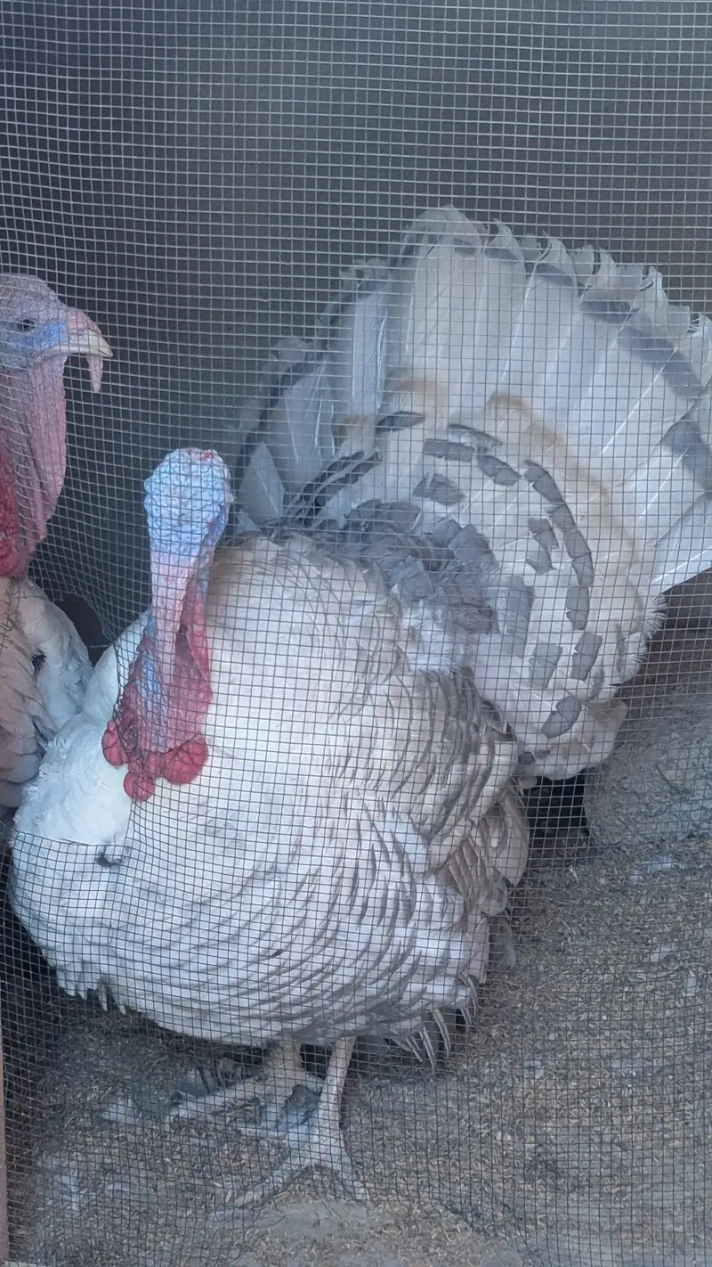 Male turkey (Tom) — photo 3