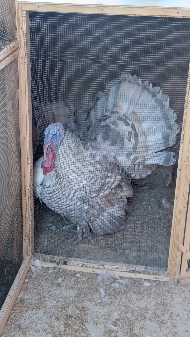 Male turkey (Tom) — photo 4