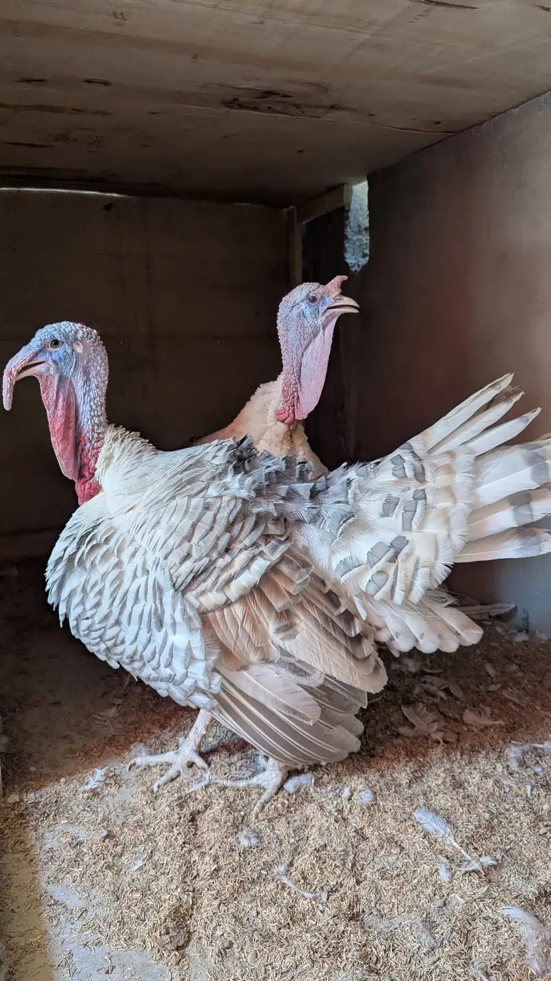 Male turkey (Tom) — photo 5