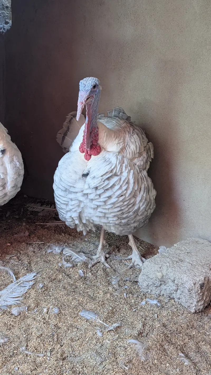 Male turkey (Tom) — photo 6
