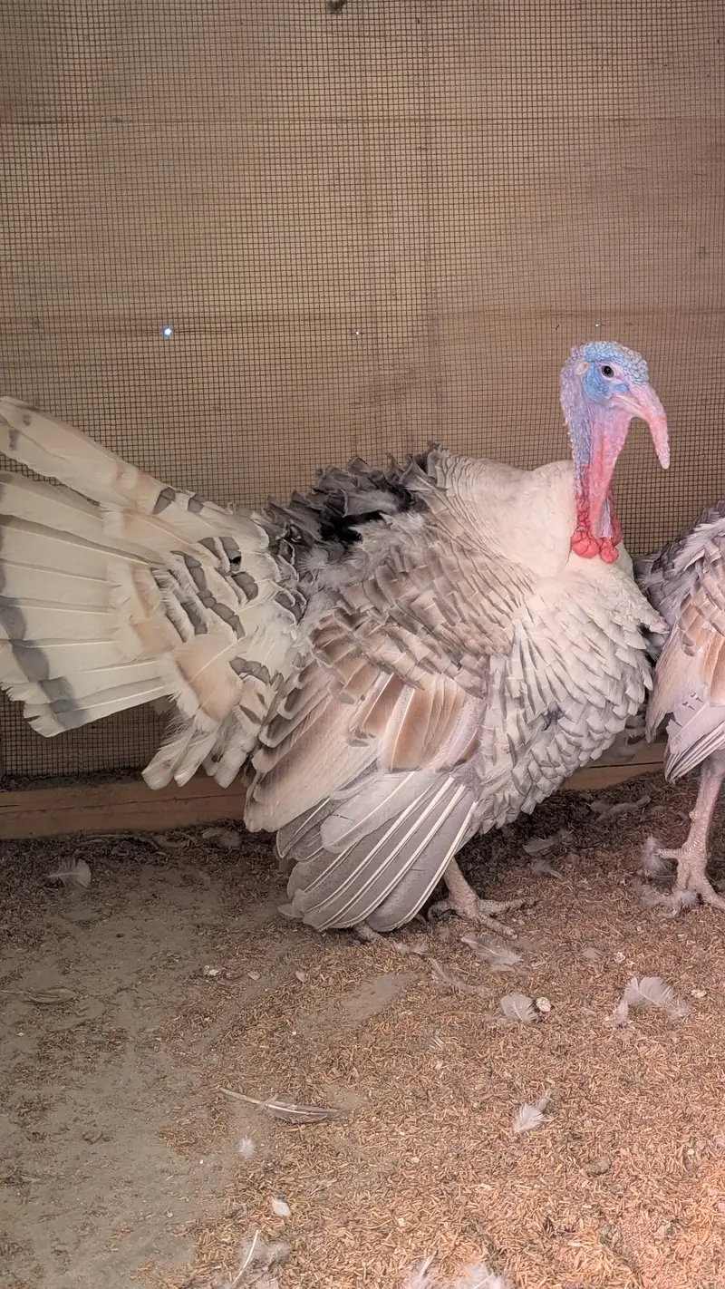 Male turkey (Tom) — photo 7