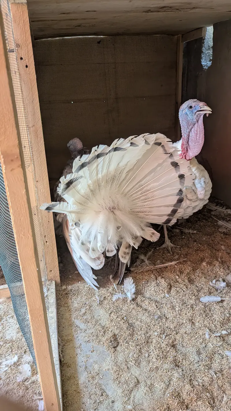 Male turkey (Tom) — photo 8