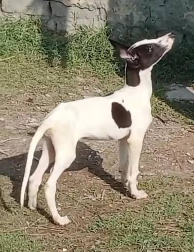 pure walaiti tazi male top quality puppy important parents healthy and