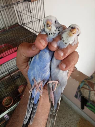 Exhibition Budgiee Self Chicks