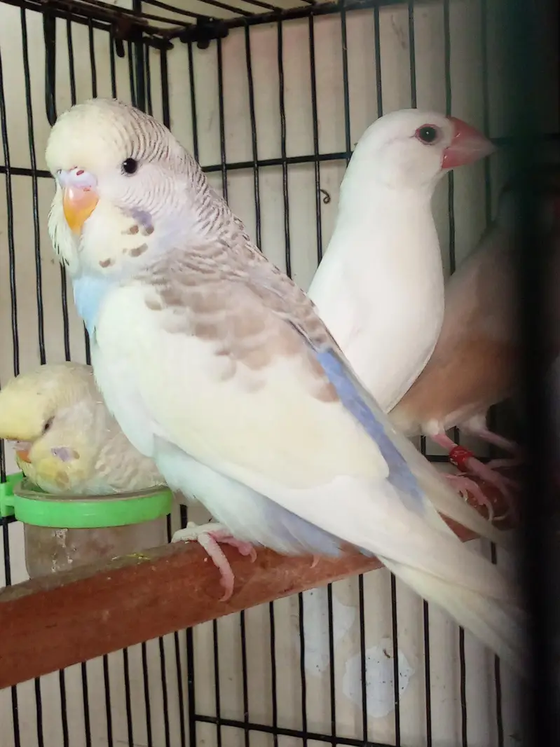 Exhibition Budgiee Self Chicks — photo 2