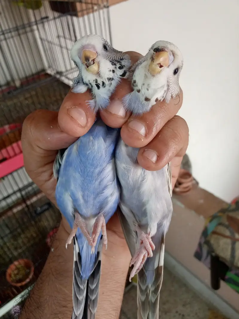 Exhibition Budgiee Self Chicks — photo 4