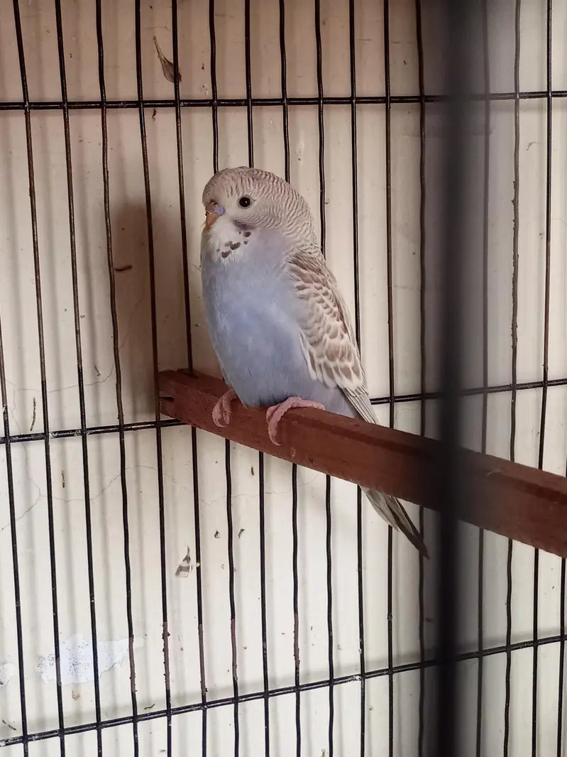 Exhibition Budgiee Self Chicks — photo 5