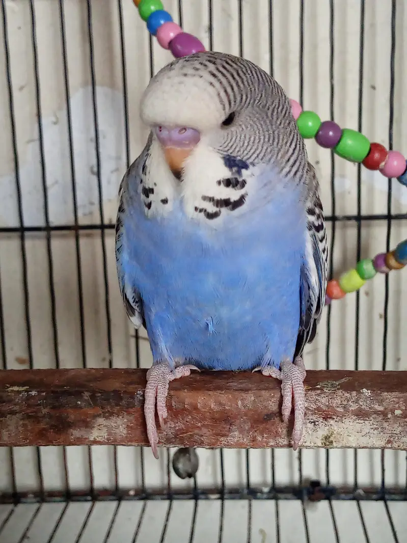 Exhibition Budgiee Self Chicks — photo 7