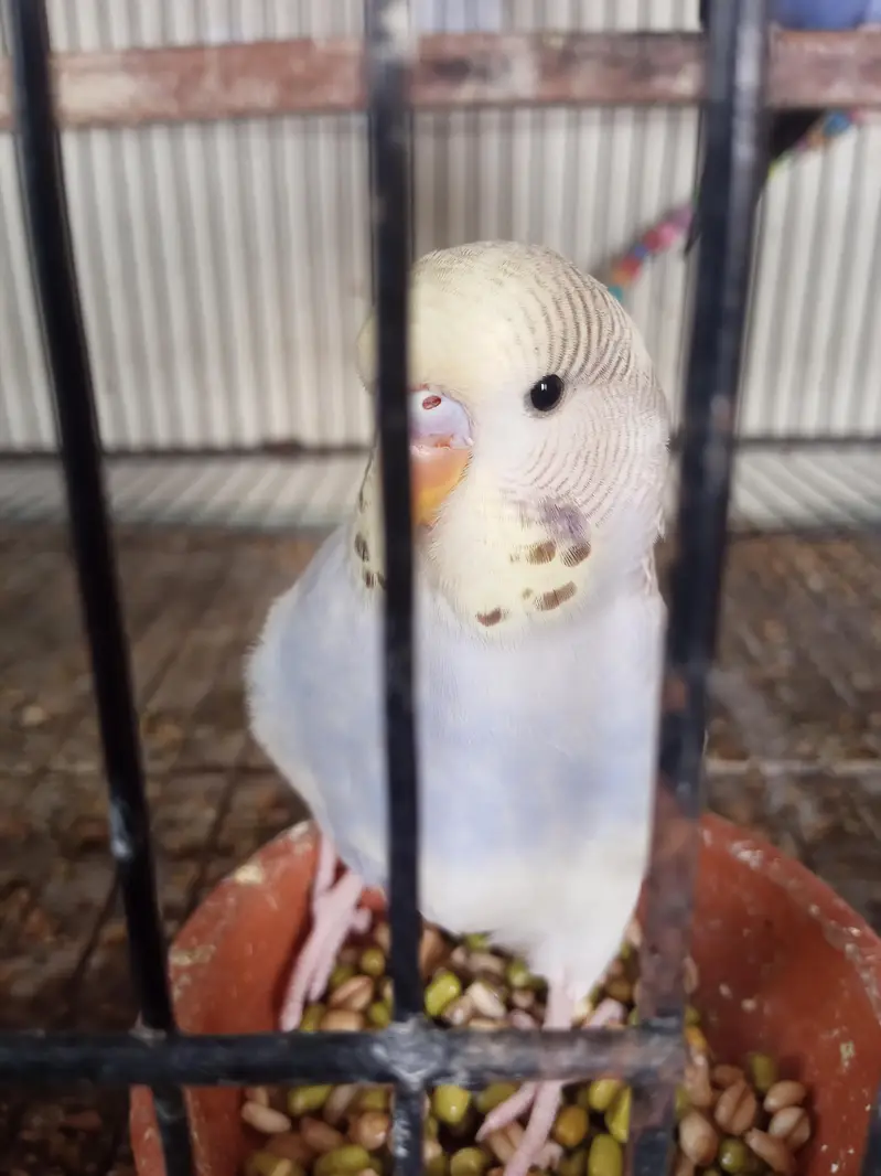 Exhibition Budgiee Self Chicks — photo 8