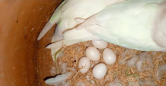 lovebirds albino red eyes