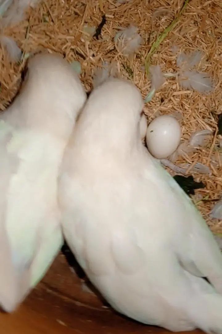 lovebirds albino red eyes — photo 2