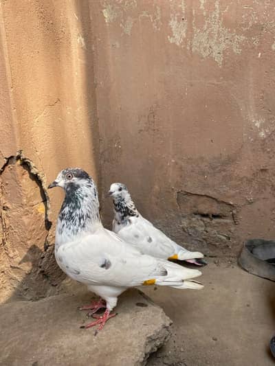 sialkoti pair
