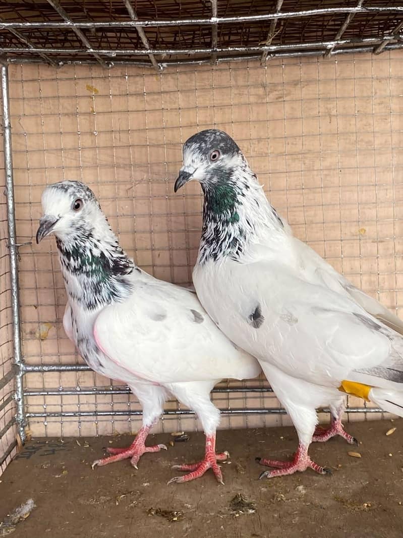 sialkoti pair 1