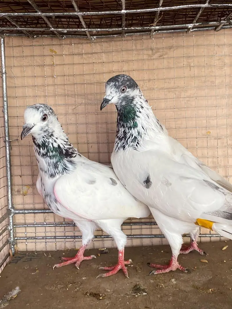 sialkoti pair — photo 2