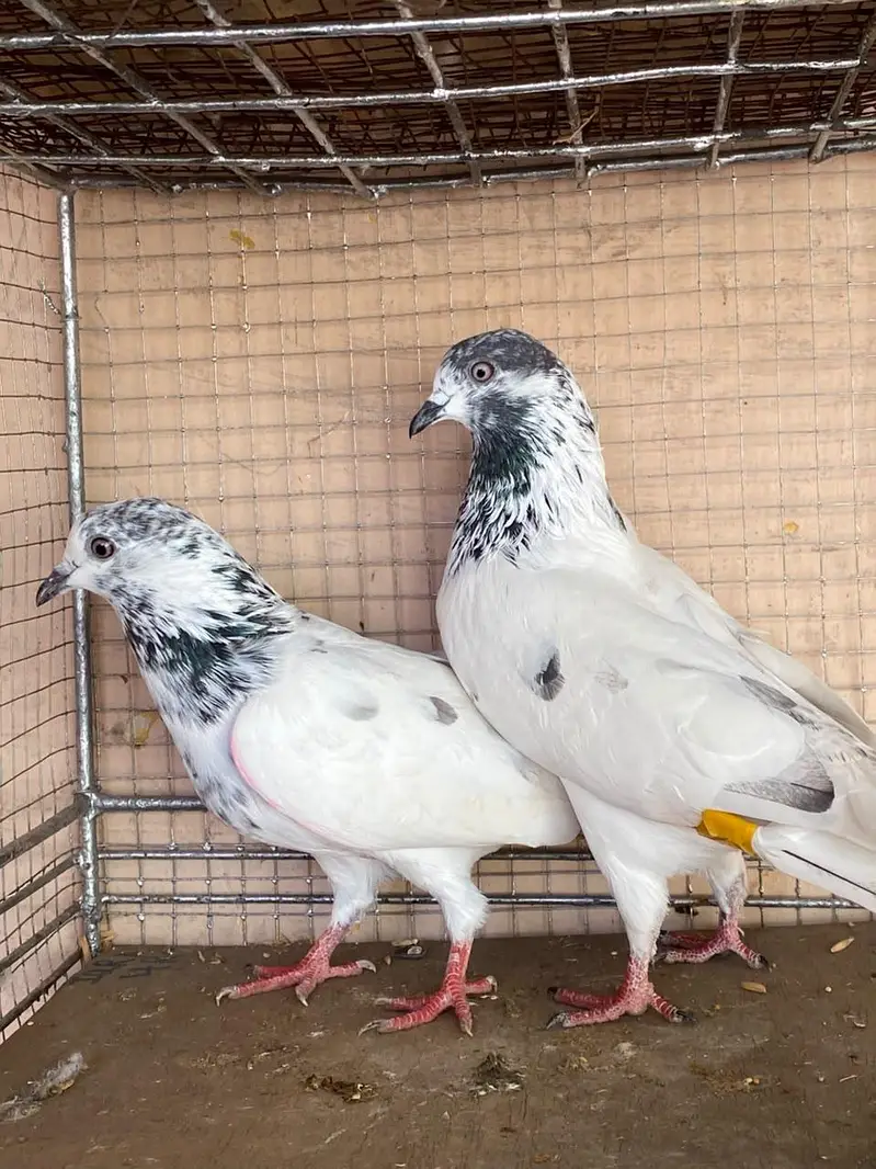 sialkoti pair — photo 3