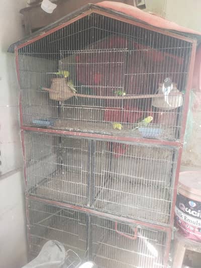 Australian budgie