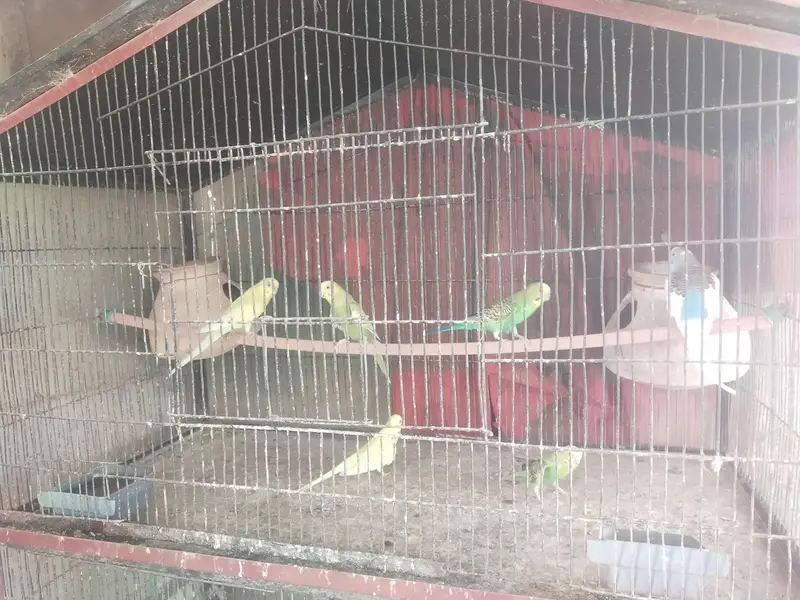Australian budgie — photo 2