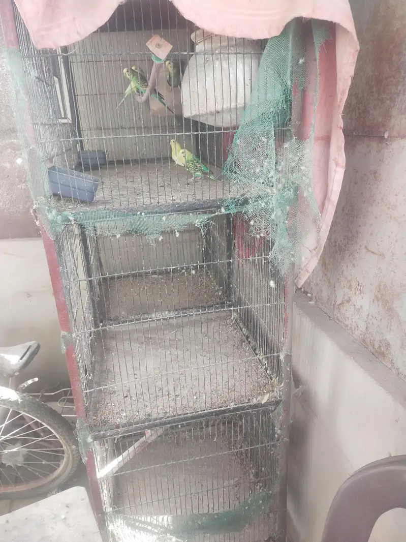 Australian budgie — photo 5
