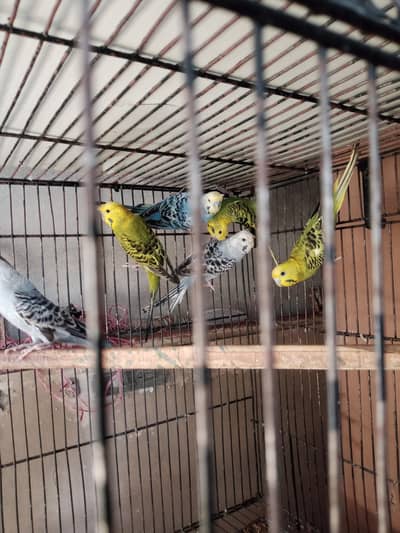 black face black wings 100 percent spirit for sale
