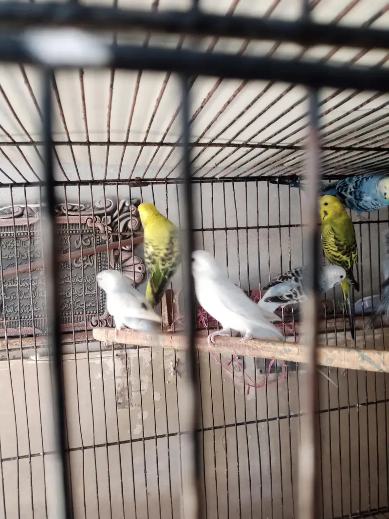 black face black wings 100 percent spirit for sale — photo 2
